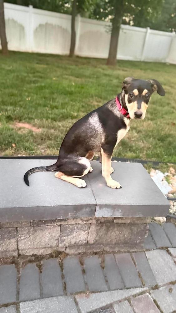 Jack, a Adoptable mixed breed in Valley Stream, NY image 5/6