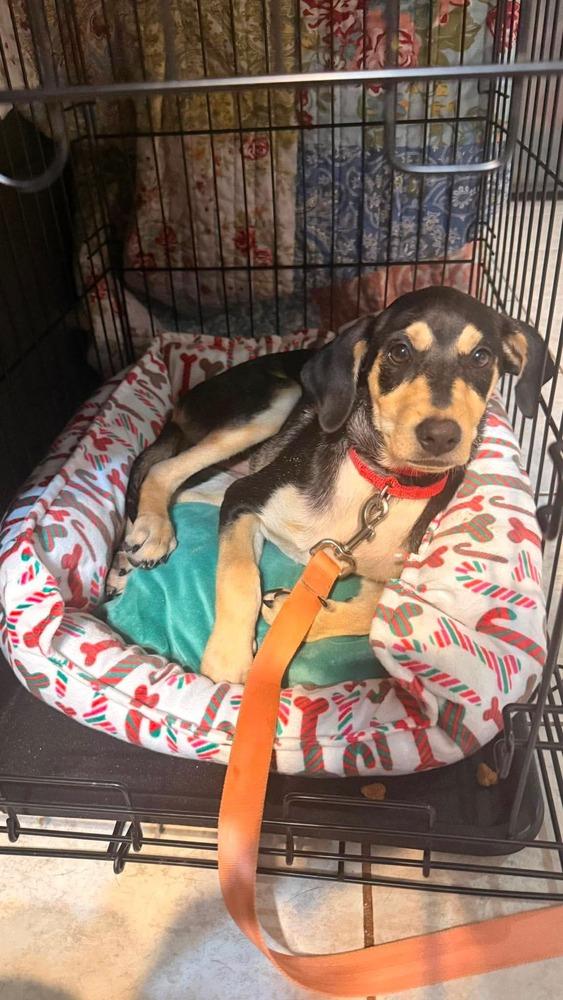 Jack, a Adoptable mixed breed in Valley Stream, NY image 6/6
