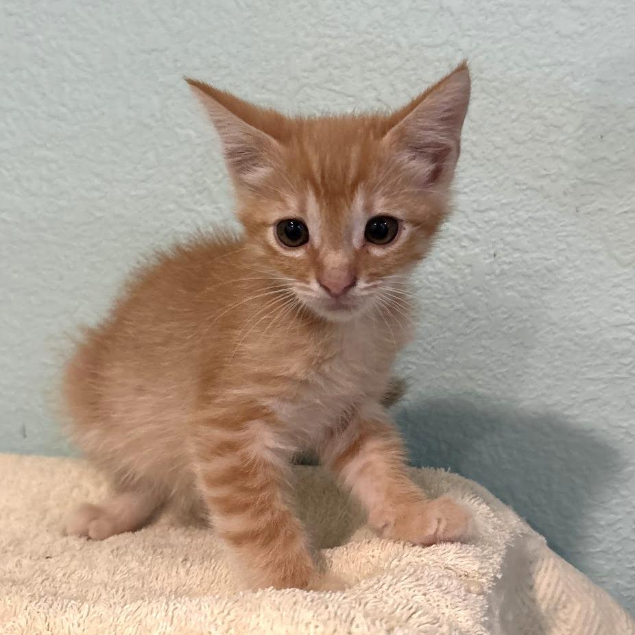 Enlarge Copper, a Adoptable Domestic Short Hair in Houston, TX image 1/1