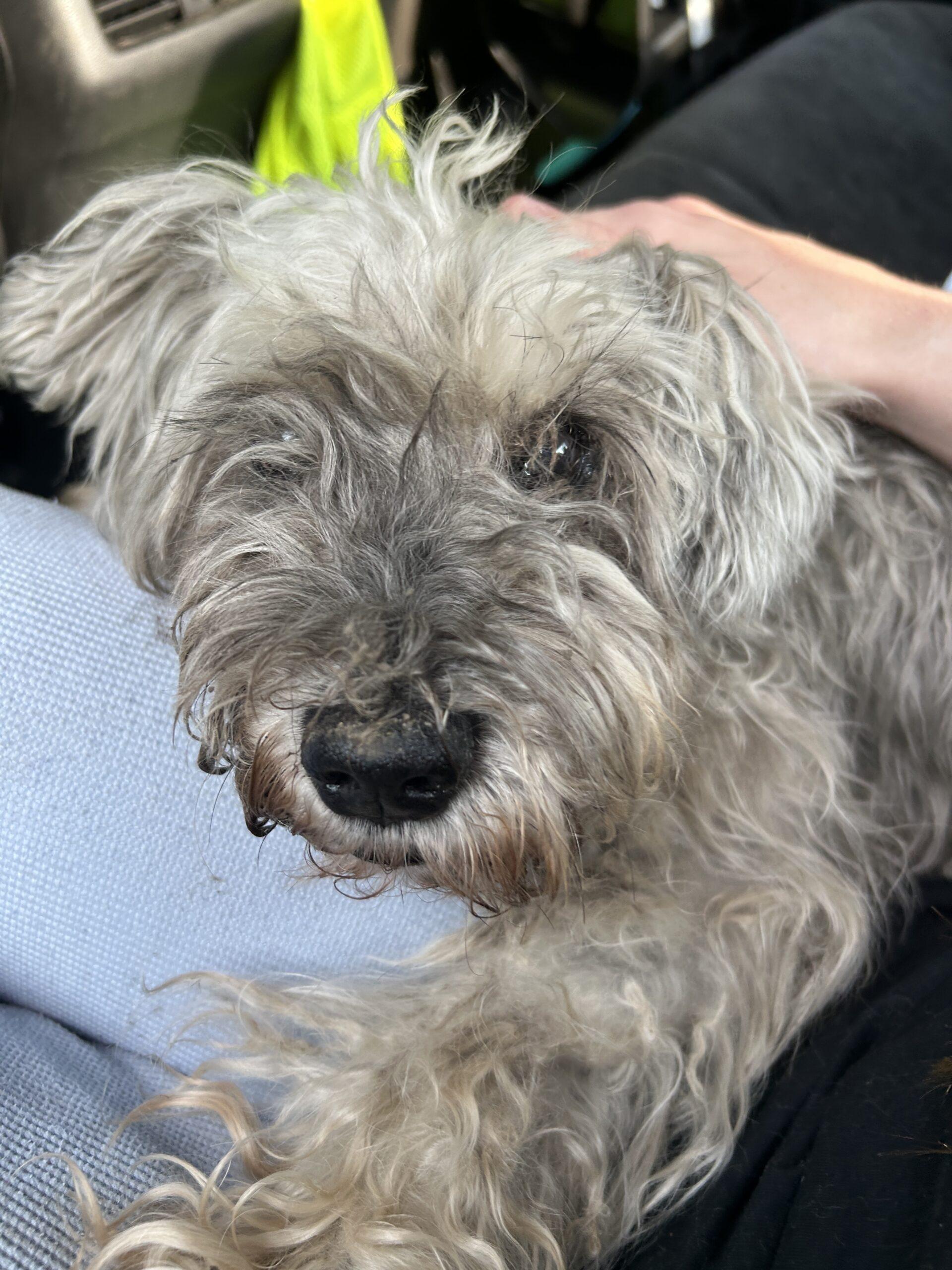 Caesar, Senior Male Miniature Schnauzer