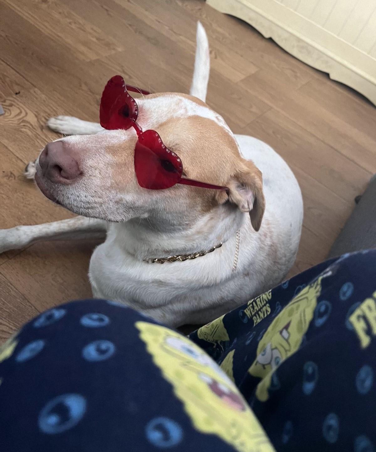 Freckles, an adoptable Labrador Retriever, Beagle in Farmingville, NY, 11738 | Photo Image 1