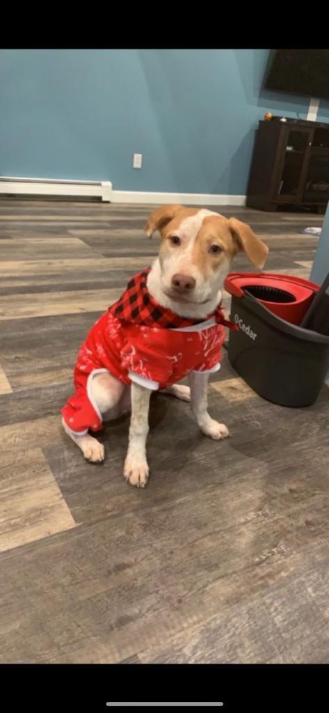 Freckles, an adoptable Labrador Retriever, Beagle in Farmingville, NY, 11738 | Photo Image 3