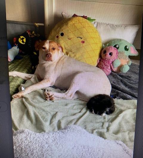 Freckles, an adoptable Labrador Retriever, Beagle in Farmingville, NY, 11738 | Photo Image 2