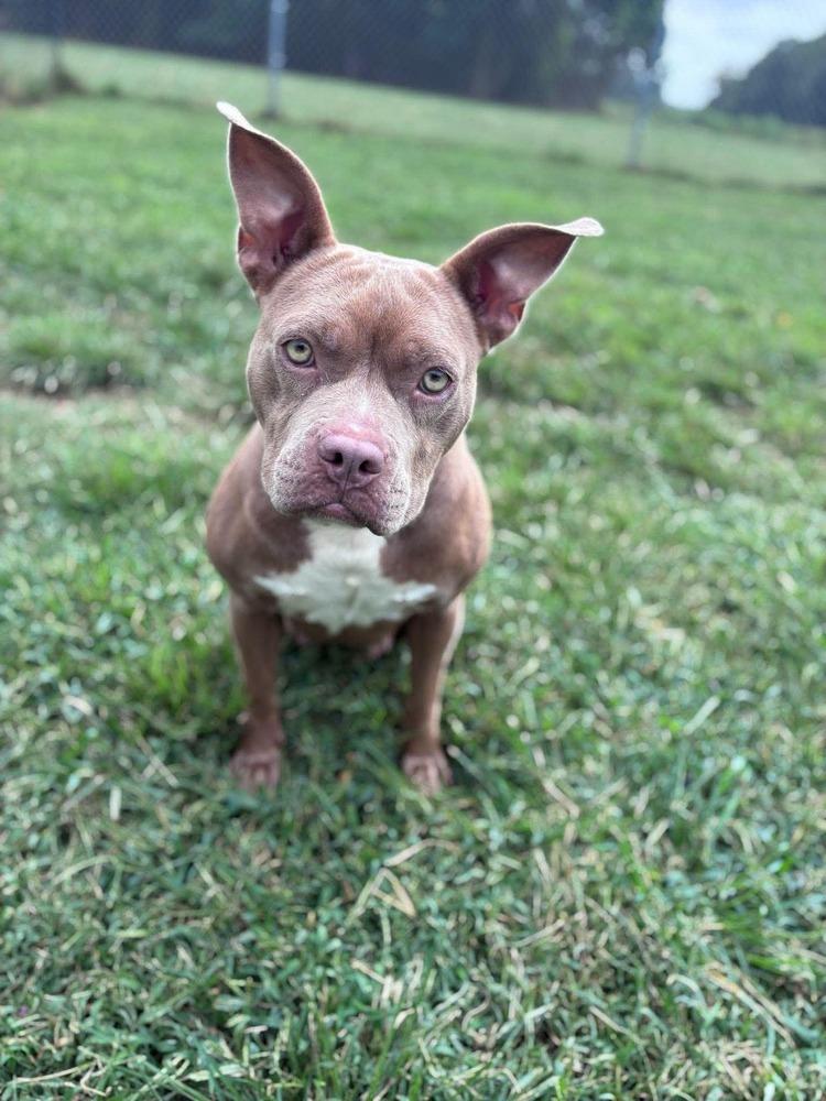 Munchkin, Adoptable, Young Female American Bully.