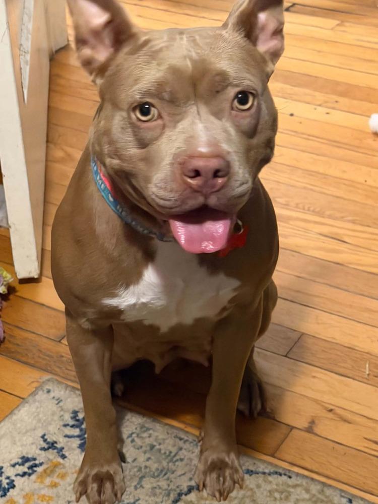 Enlarge Munchkin, a Adoptable mixed breed in Dutton, VA image 2/2