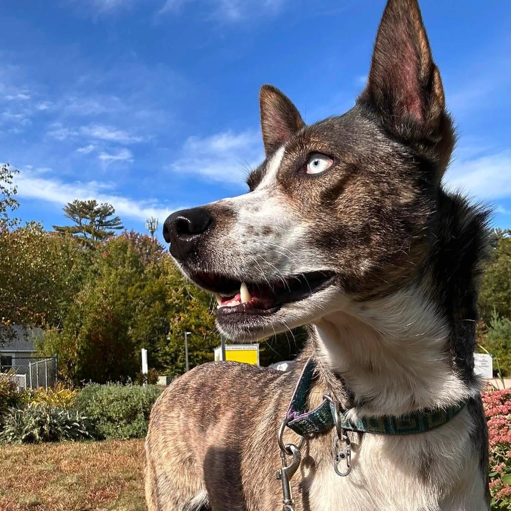 Rosa, Adoptable, Adult Female Husky.