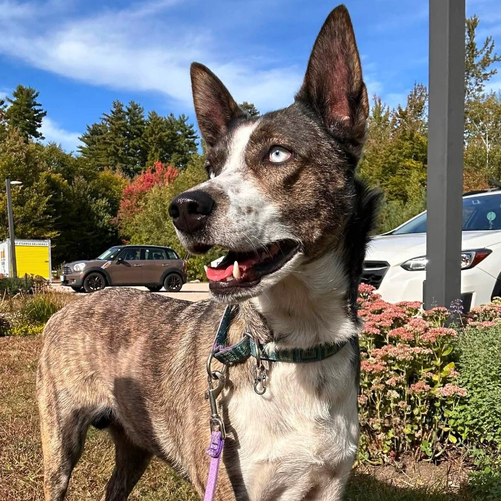 Enlarge Rosa, a Adoptable Husky in Conway, NH image 2/4
