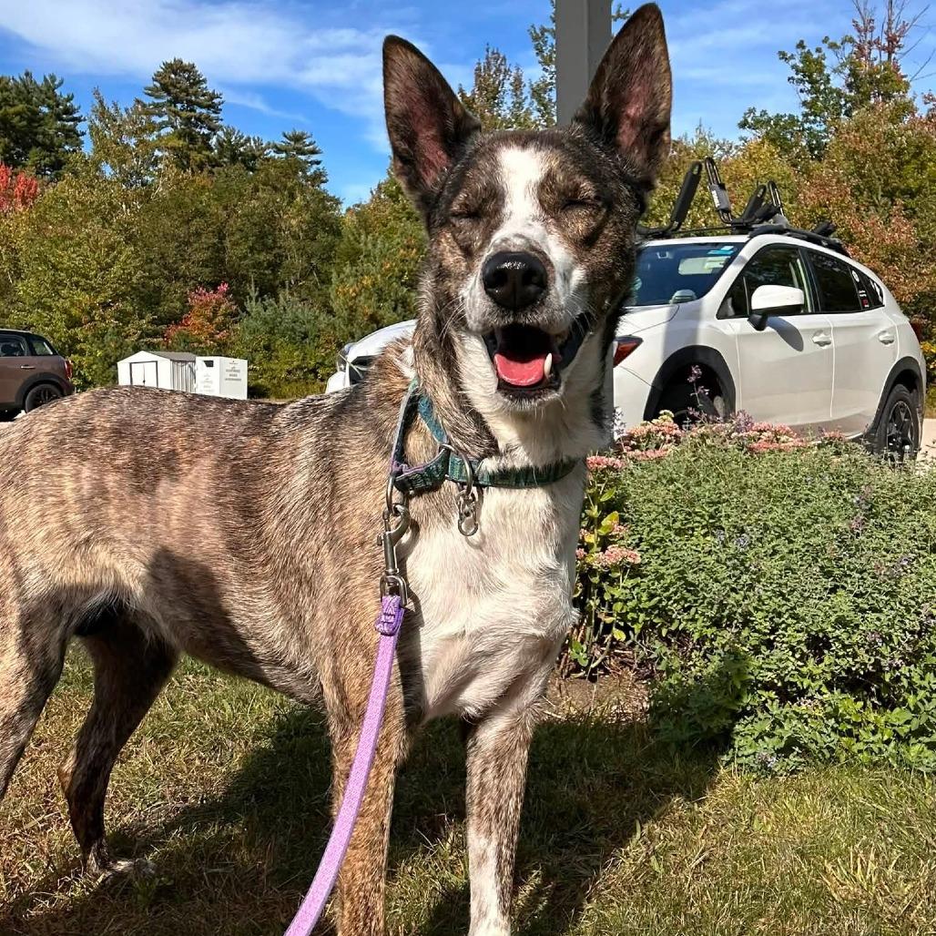 Enlarge Rosa, a Adoptable Husky in Conway, NH image 3/4