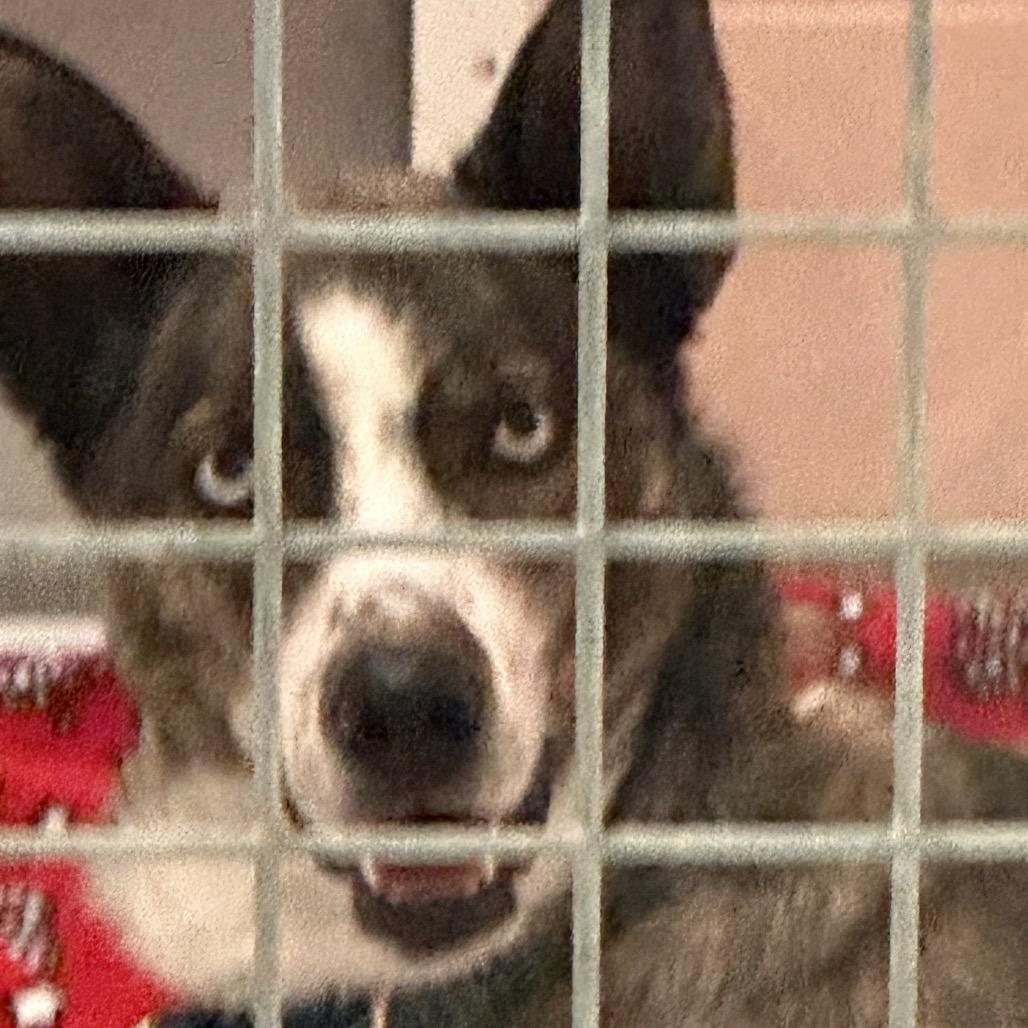 Enlarge Rosa, a Adoptable Husky in Conway, NH image 4/4