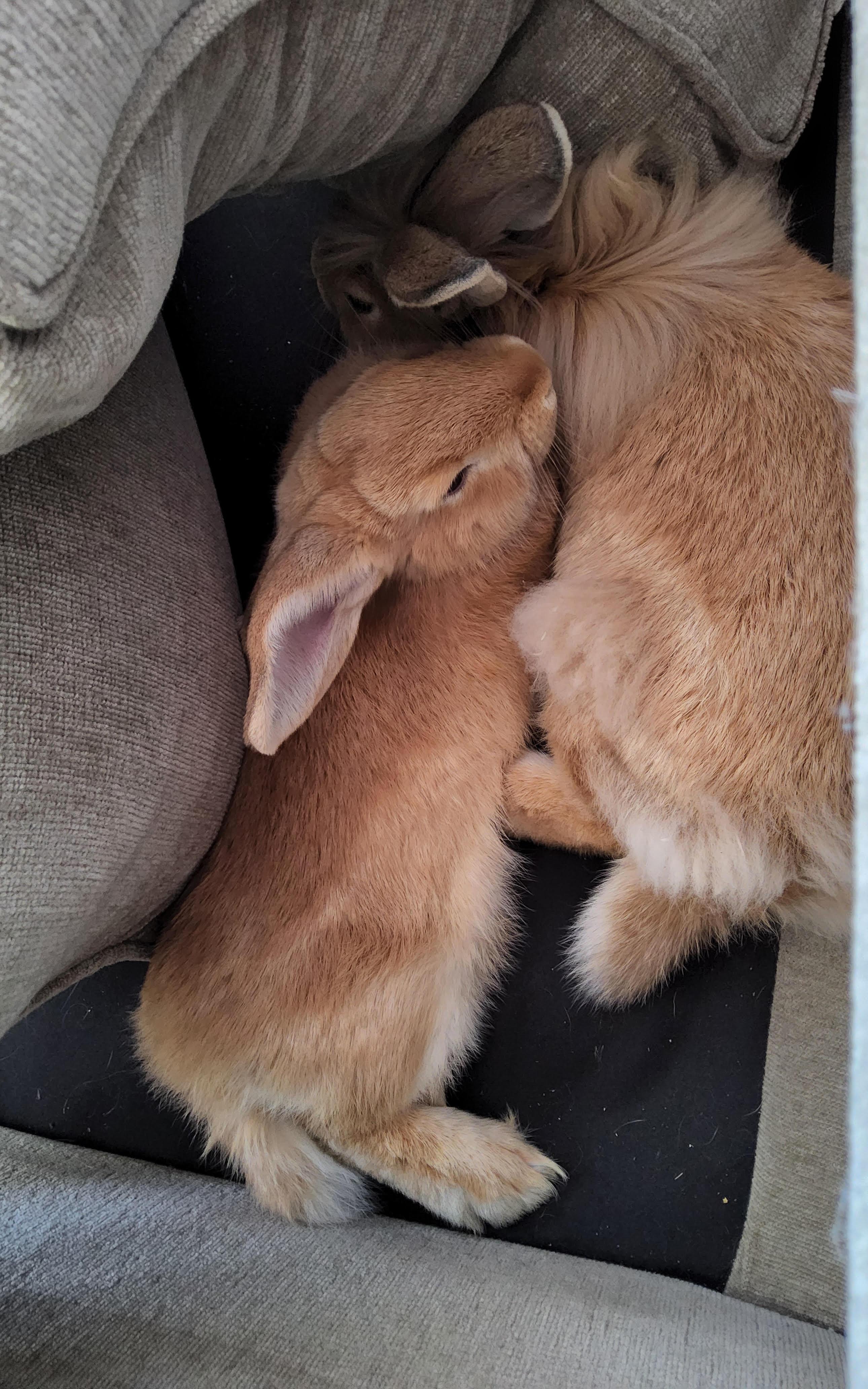 Audrey & Gretchen, a ADOPTABLE mixed breed in Medfield, MA image 2/2