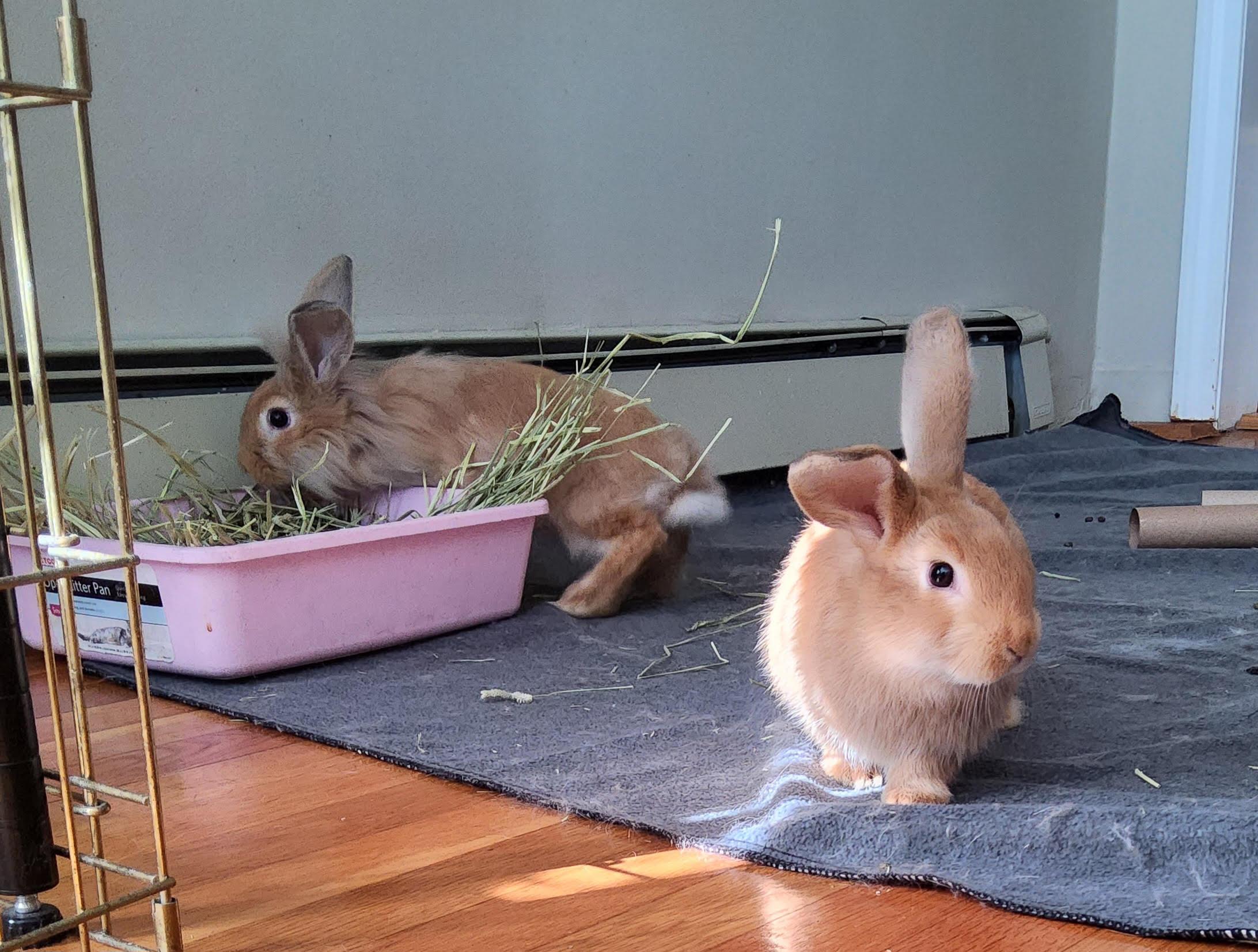 Audrey & Gretchen, ADOPTABLE, Baby Female Flemish Giant & Holland Lop.