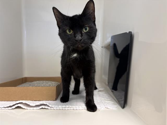 Enlarge AMORE, a Adoptable Domestic Medium Hair in Fort Wayne, IN image 1/1