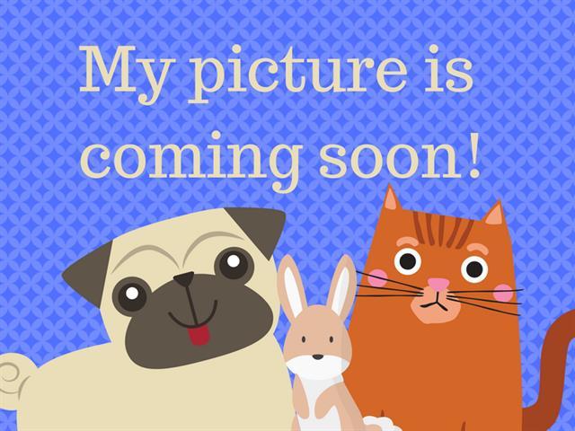 AMORE, Adoptable, Adult Female Domestic Medium Hair.