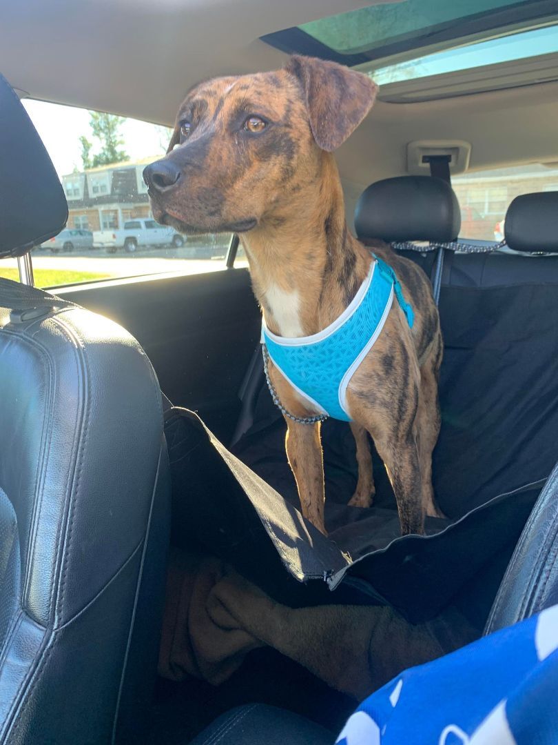 Dinkley Doo - LAFAYETTE, IN, Adoptable, Young Male Catahoula Leopard Dog.