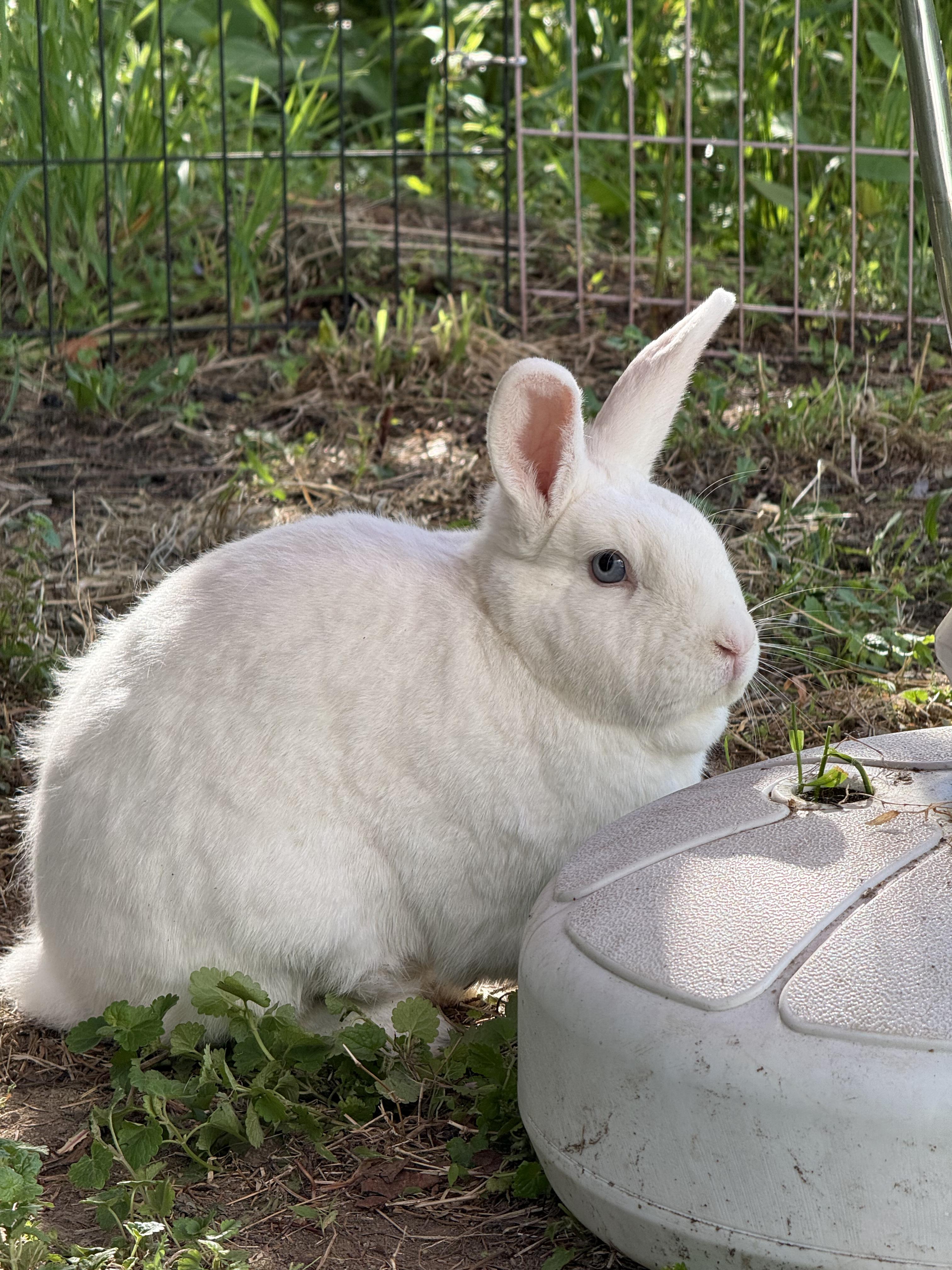 Enlarge Snowdrop, a ADOPTABLE Bunny Rabbit in Salisbury Mills, NY image 1/4