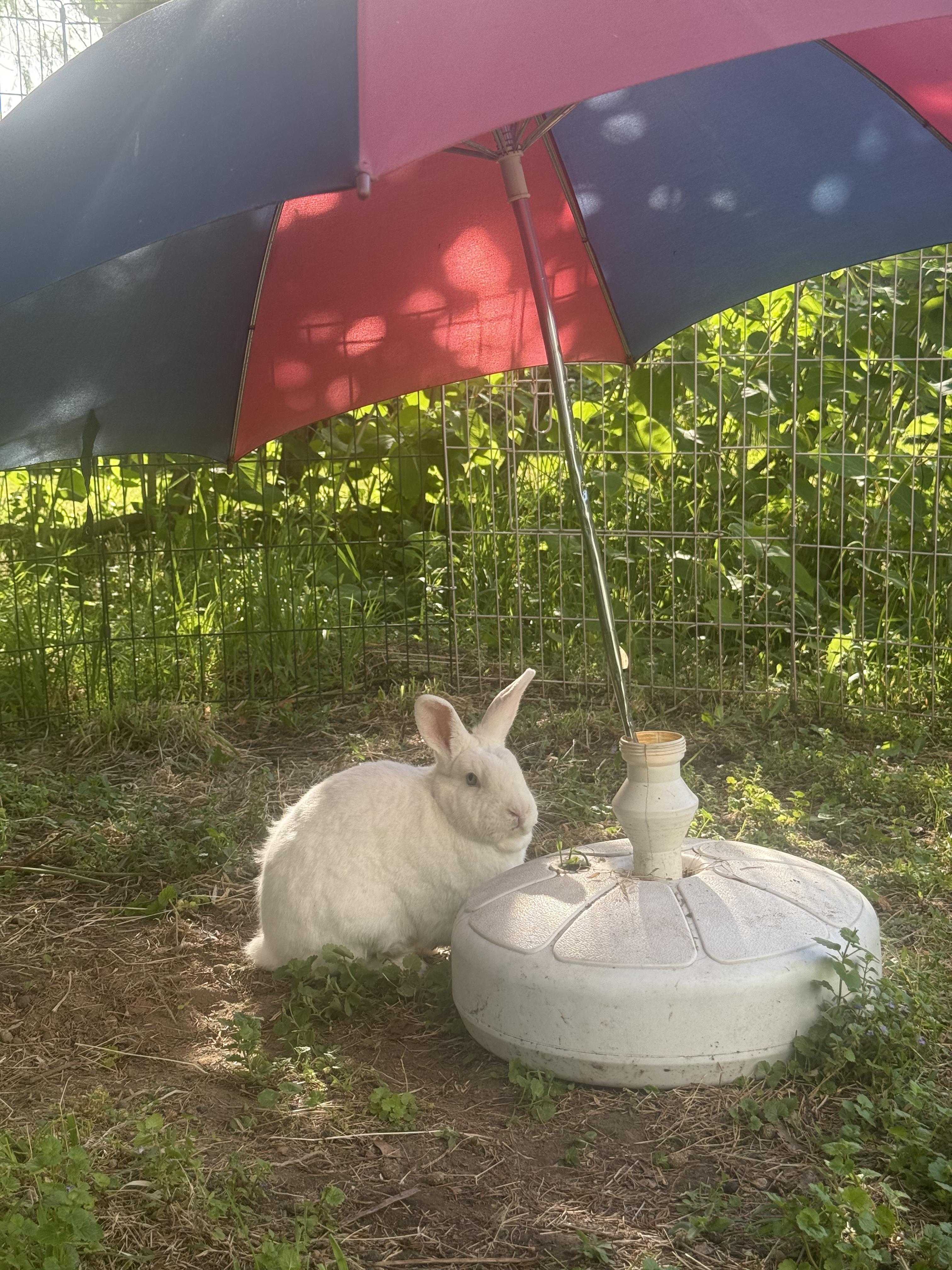 Enlarge Snowdrop, a ADOPTABLE Bunny Rabbit in Salisbury Mills, NY image 2/4