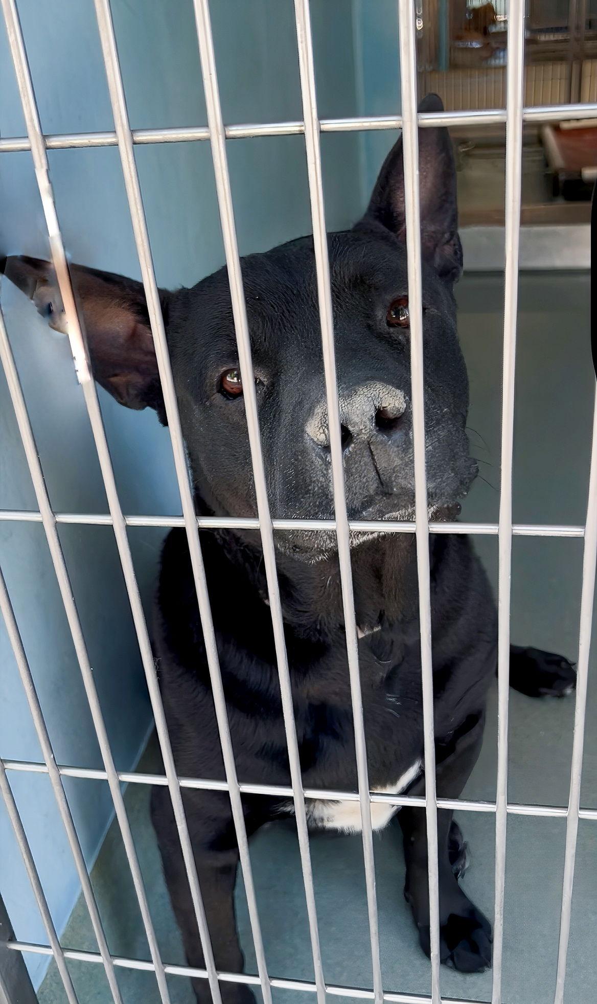 CONAN, Adoptable, Adult Male Pit Bull Terrier.