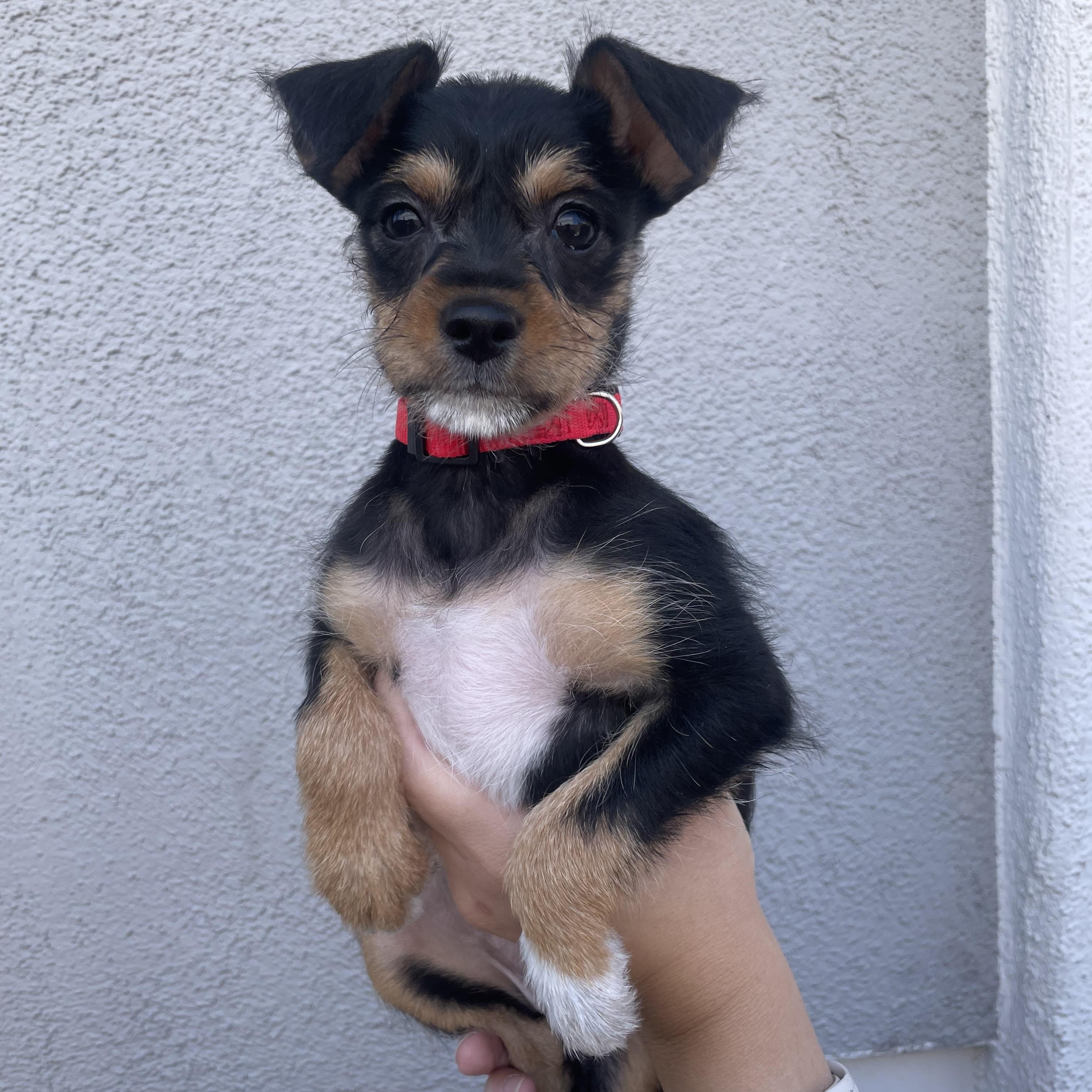 Enlarge Sydney, an adopted mixed breed in Henderson, NV image 1/1