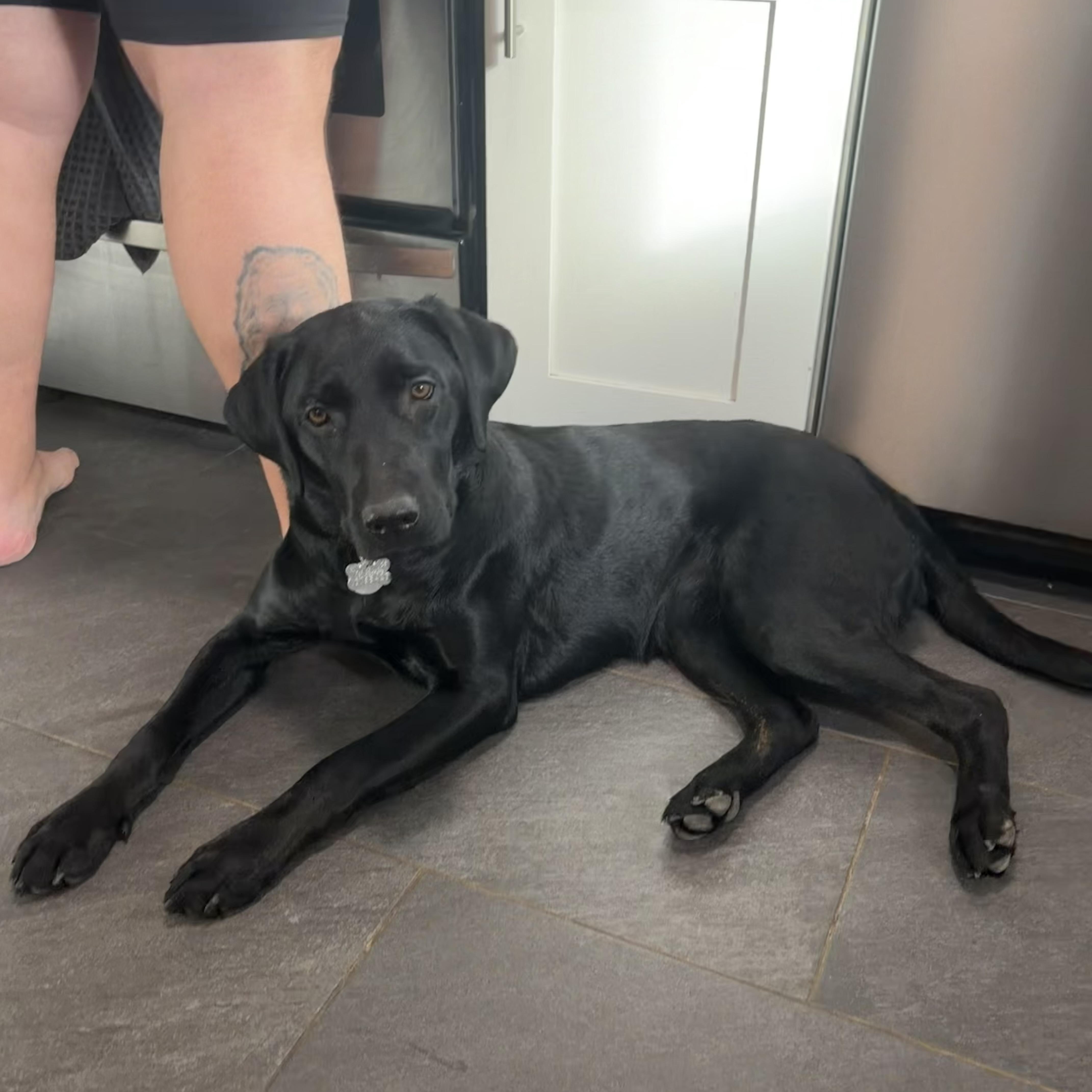 Koko, an adopted Black Labrador Retriever in Warrington, PA image 4/6