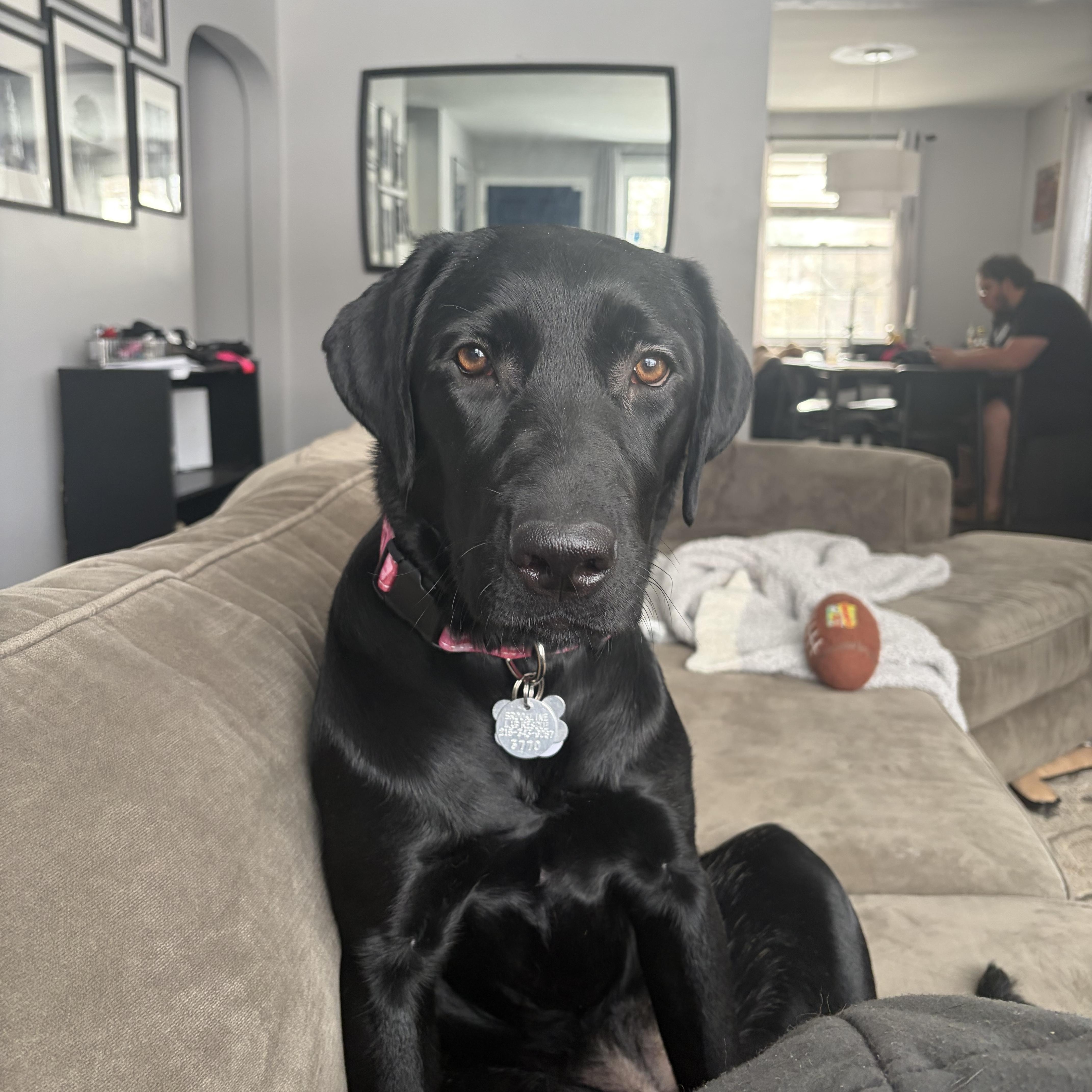 Koko, adopted, Young Female Black Labrador Retriever.