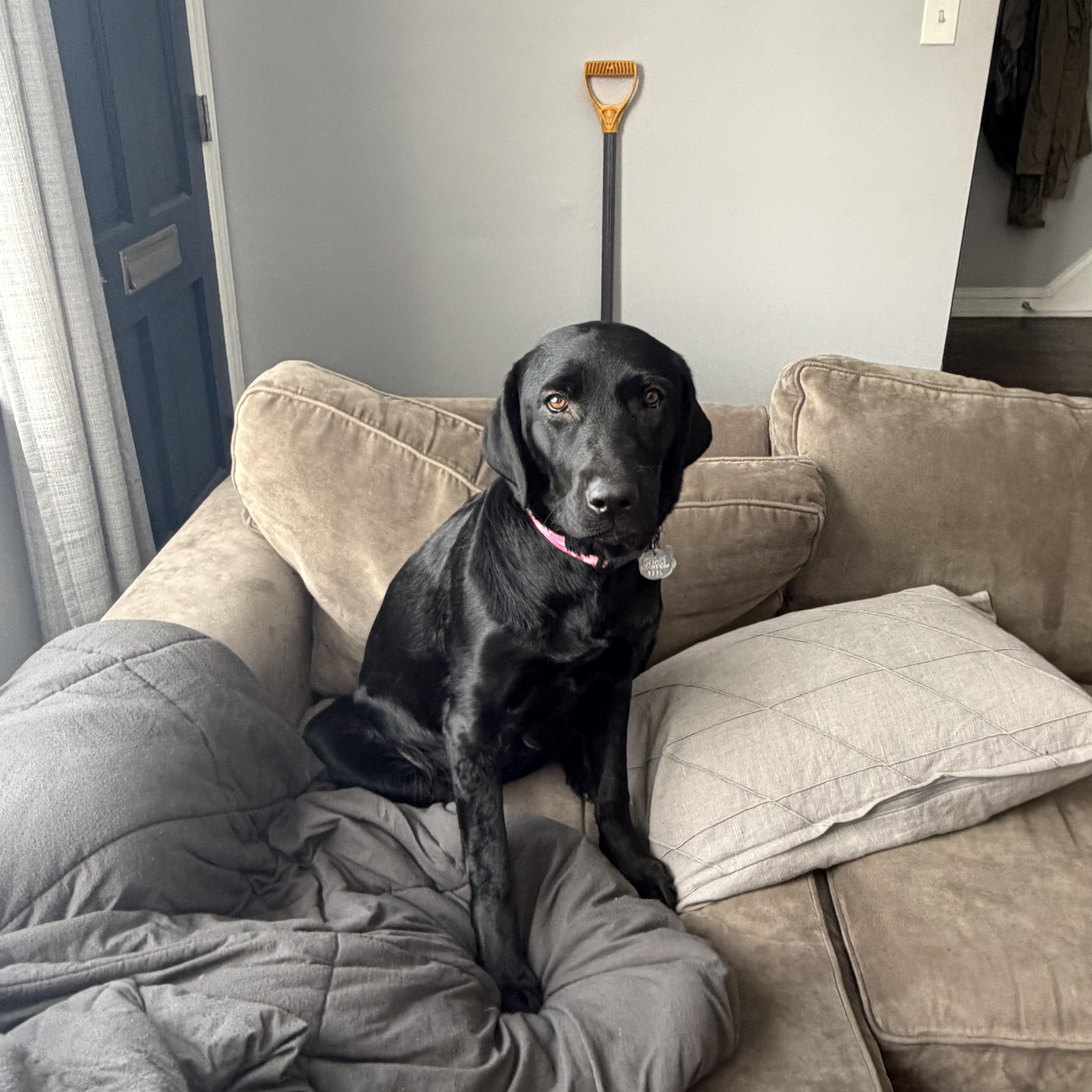 Koko, an adopted Black Labrador Retriever in Warrington, PA image 2/6