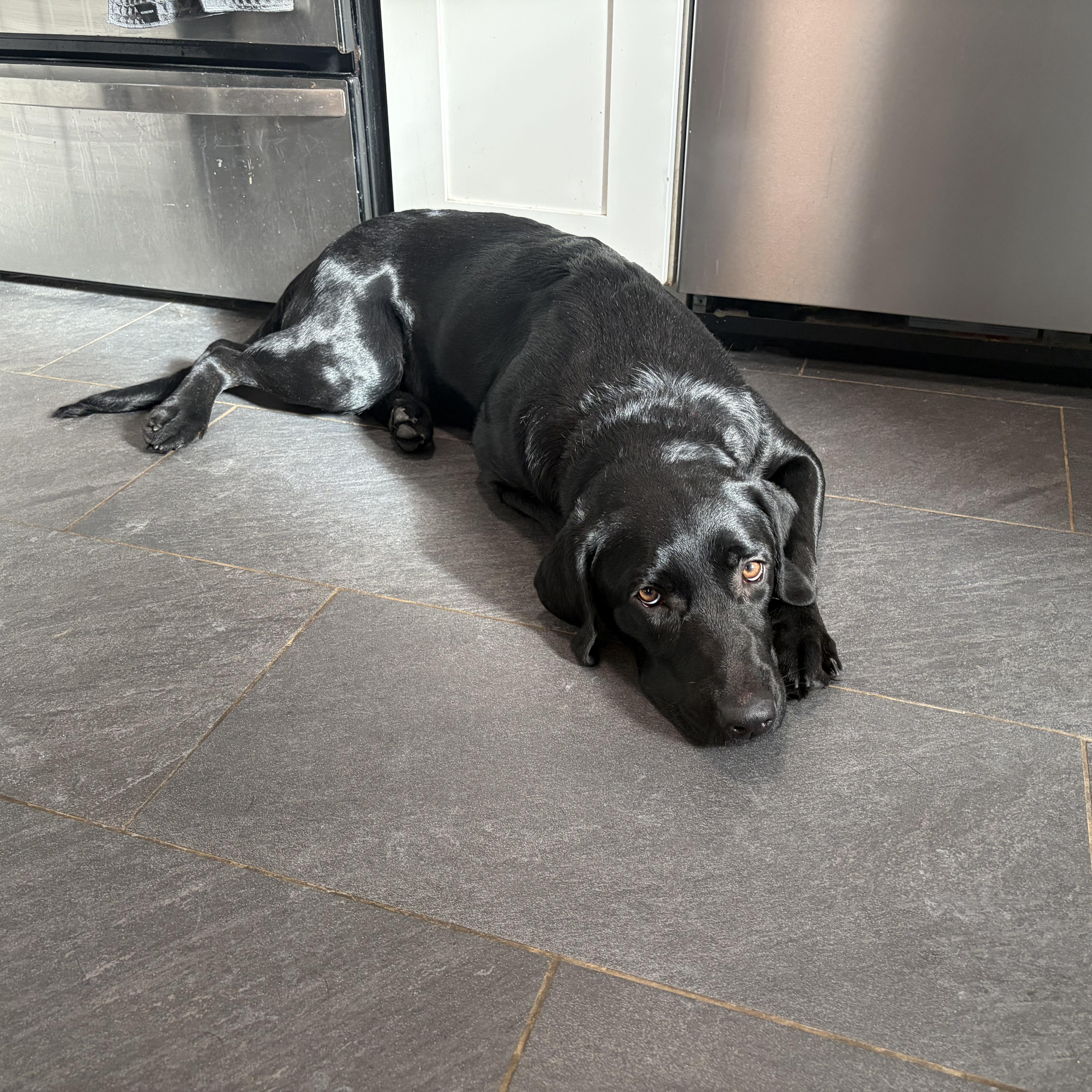 Koko, an adopted Black Labrador Retriever in Warrington, PA image 5/6