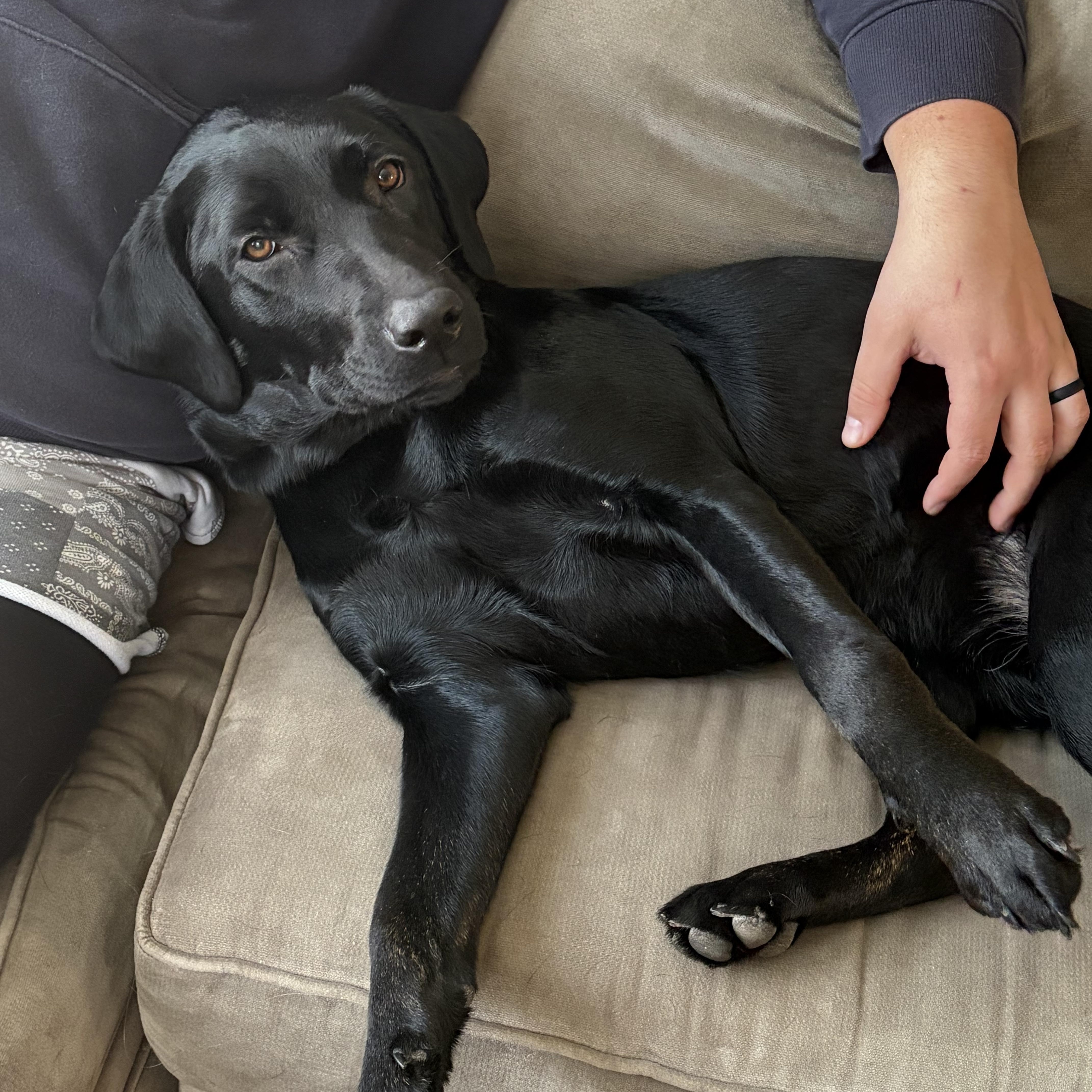 Koko, an adopted Black Labrador Retriever in Warrington, PA image 3/6