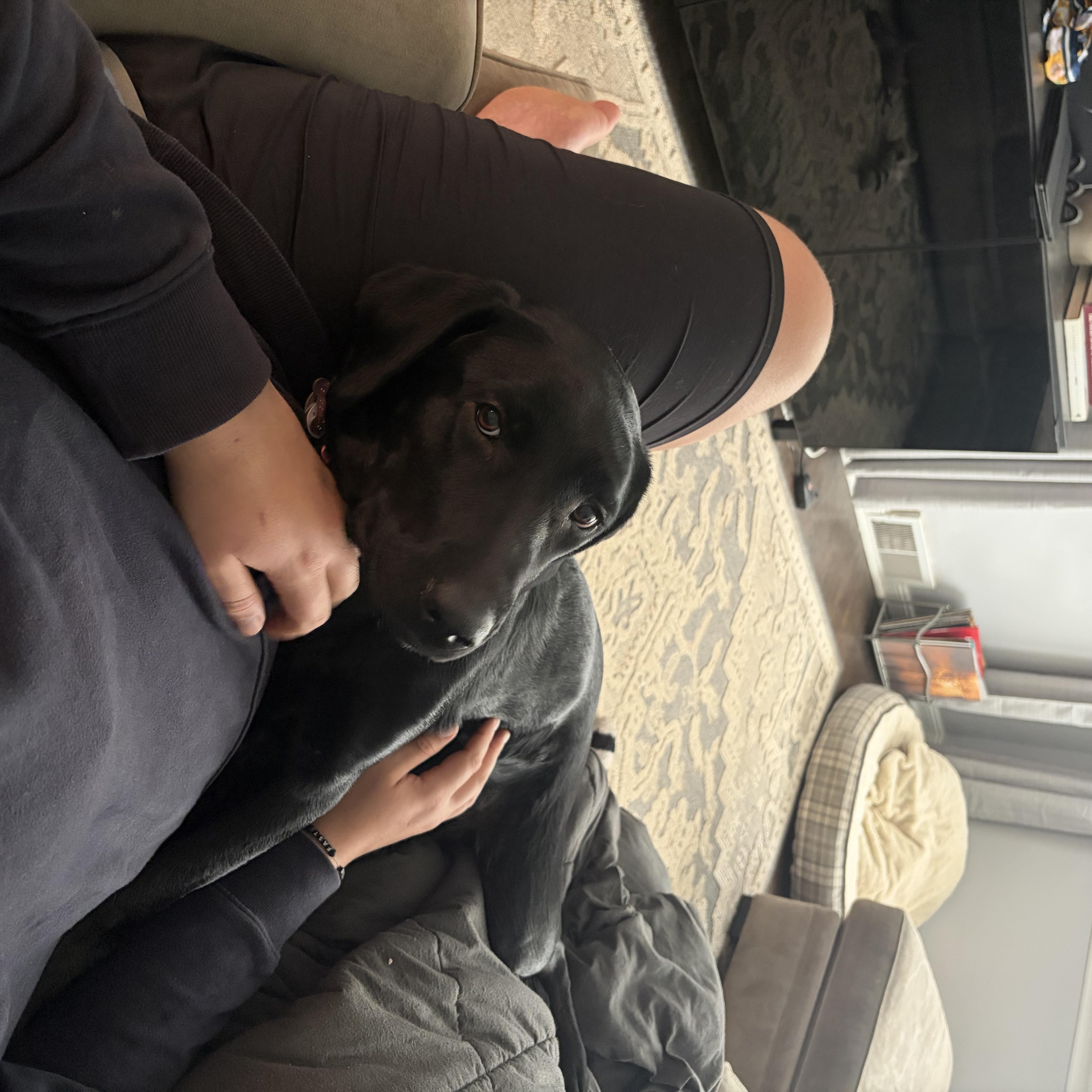 Koko, an adopted Black Labrador Retriever in Warrington, PA image 6/6