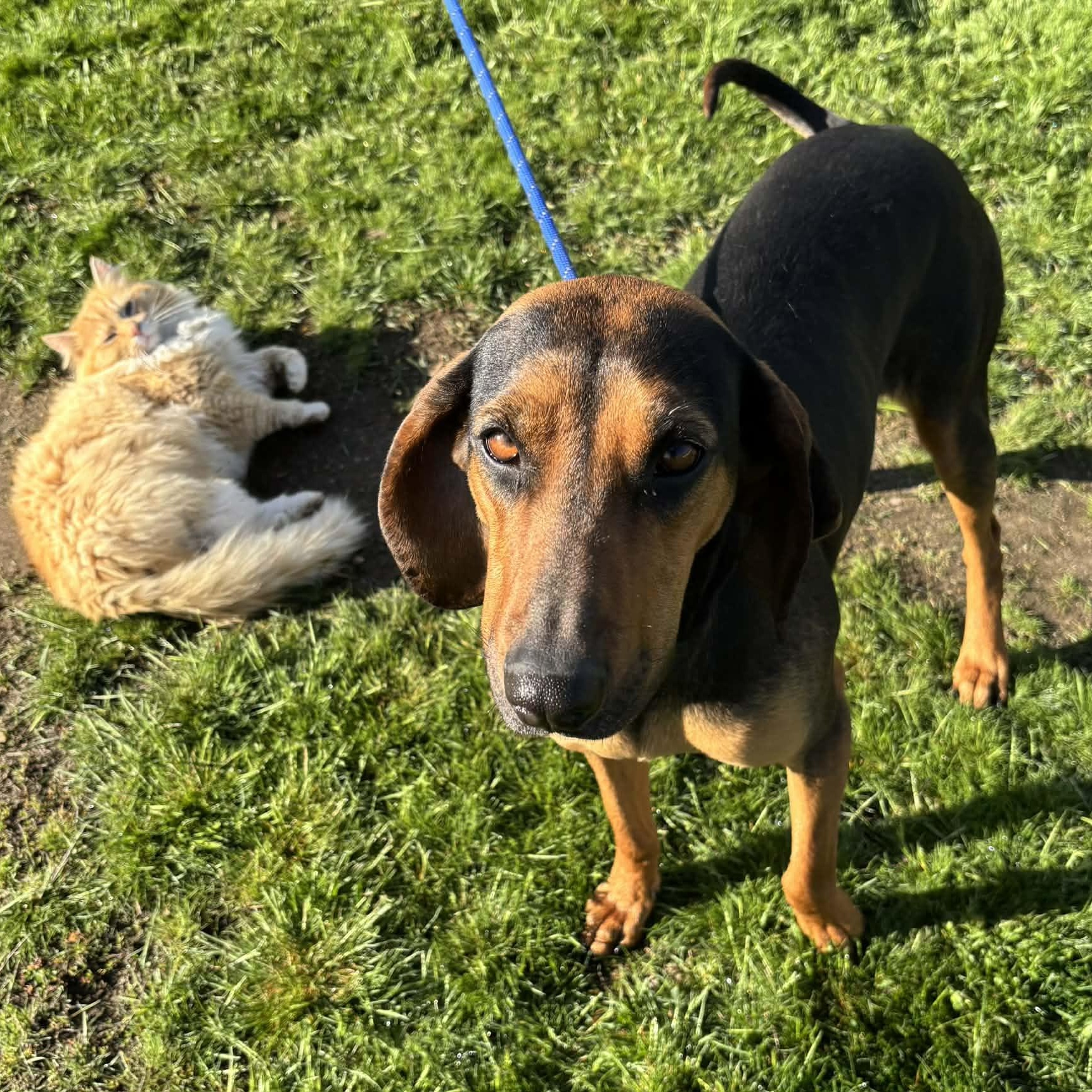 Enlarge June, a ADOPTABLE Black and Tan Coonhound in Newport, WA image 1/6
