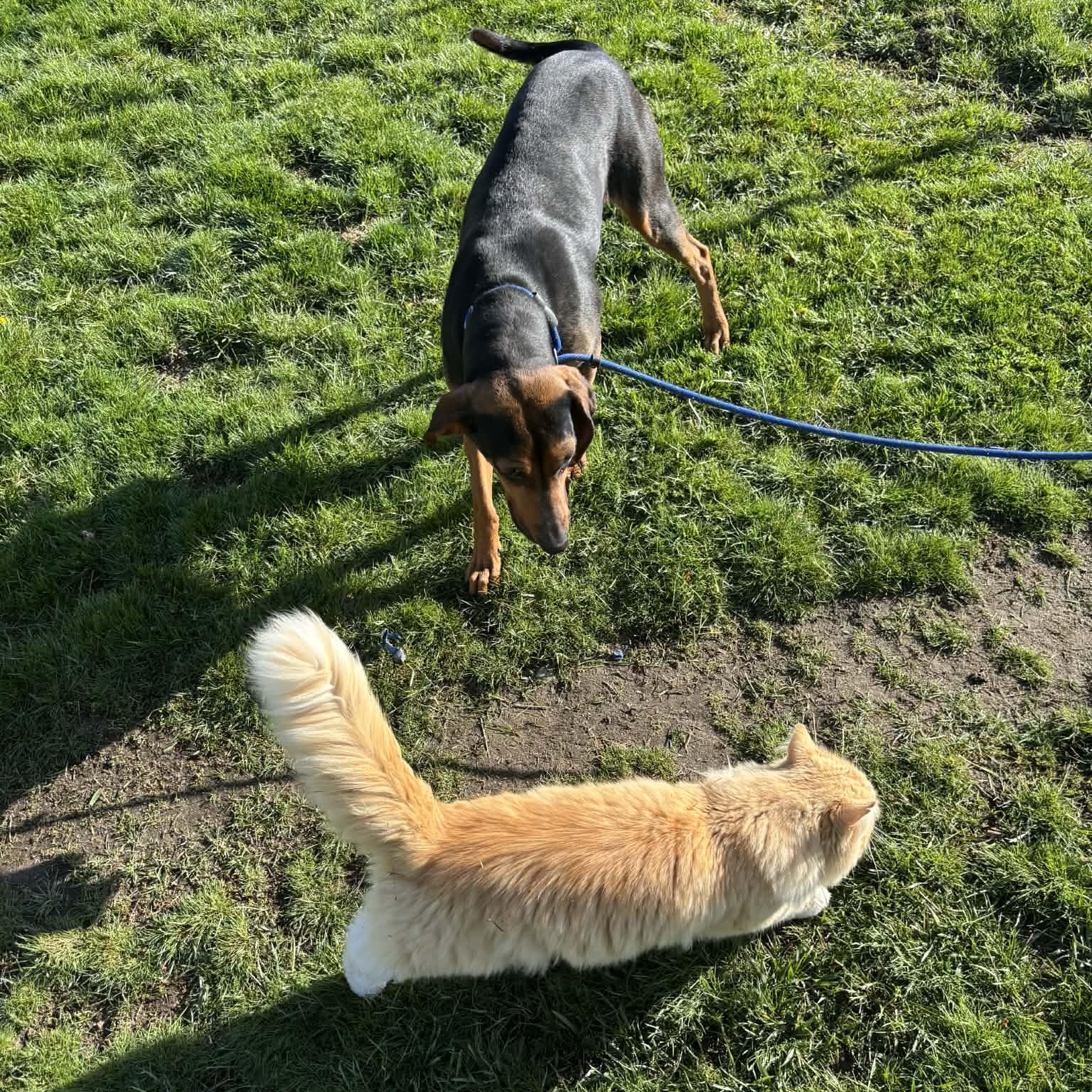 Enlarge June, a ADOPTABLE Black and Tan Coonhound in Newport, WA image 6/6