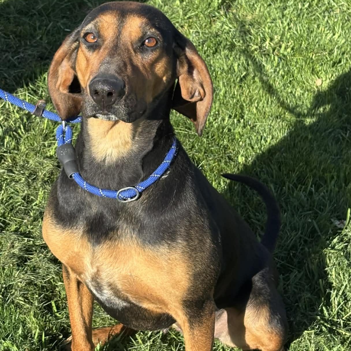 Enlarge June, a ADOPTABLE Black and Tan Coonhound in Newport, WA image 5/6