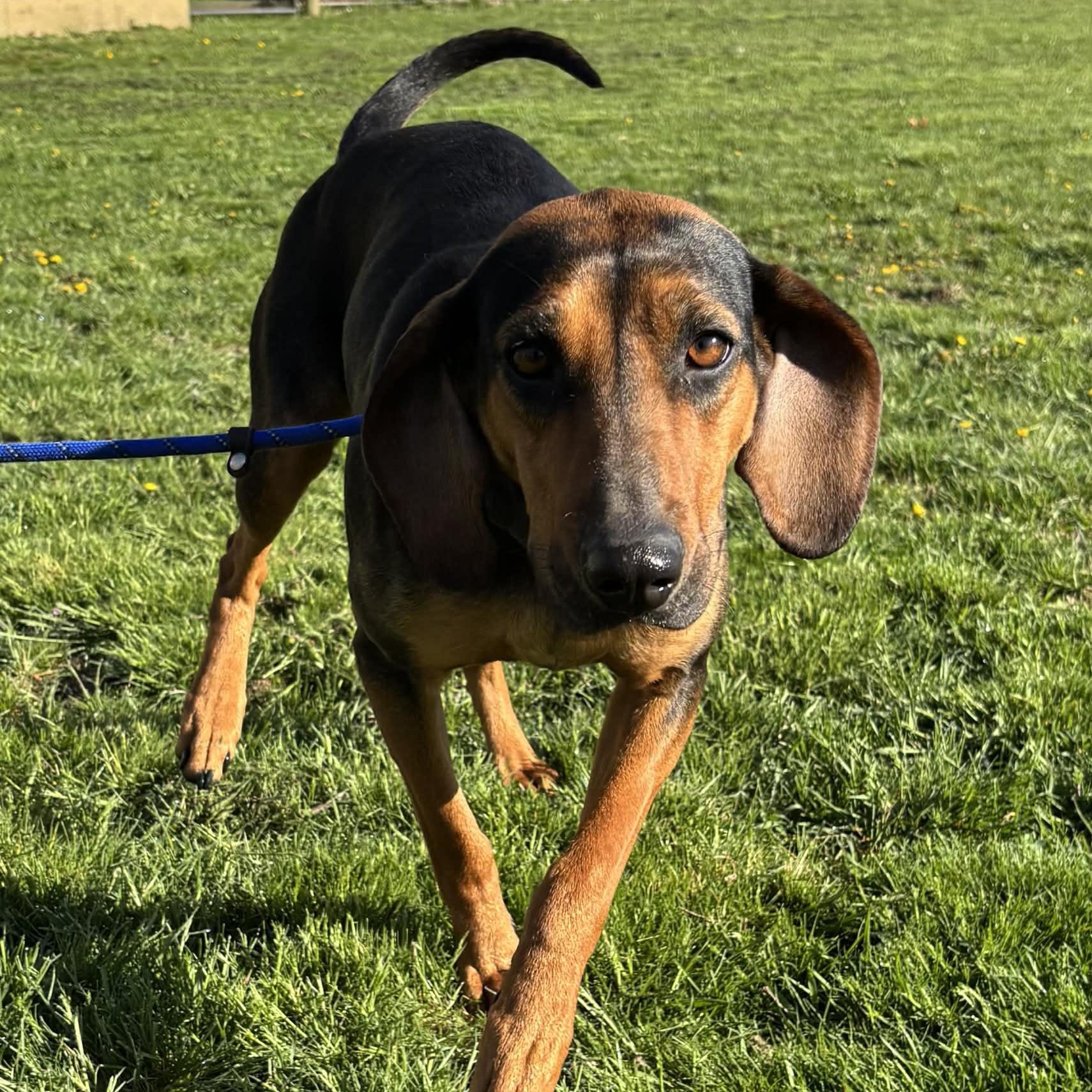 Enlarge June, a ADOPTABLE Black and Tan Coonhound in Newport, WA image 2/6
