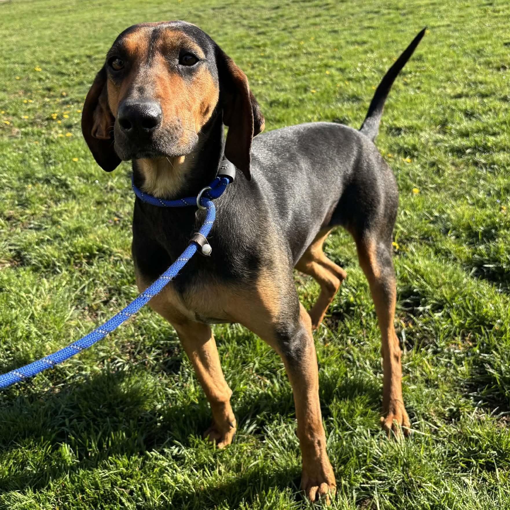 Enlarge June, a ADOPTABLE Black and Tan Coonhound in Newport, WA image 4/6
