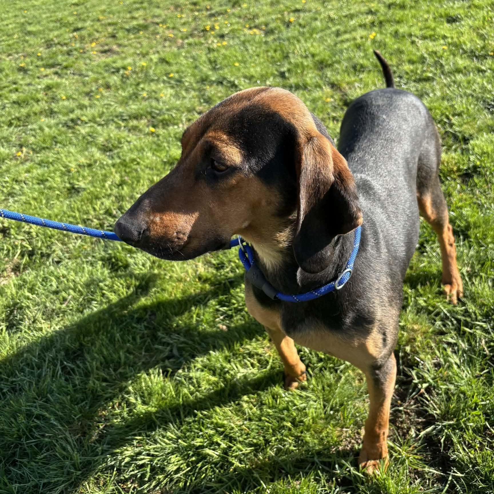 Enlarge June, a ADOPTABLE Black and Tan Coonhound in Newport, WA image 3/6