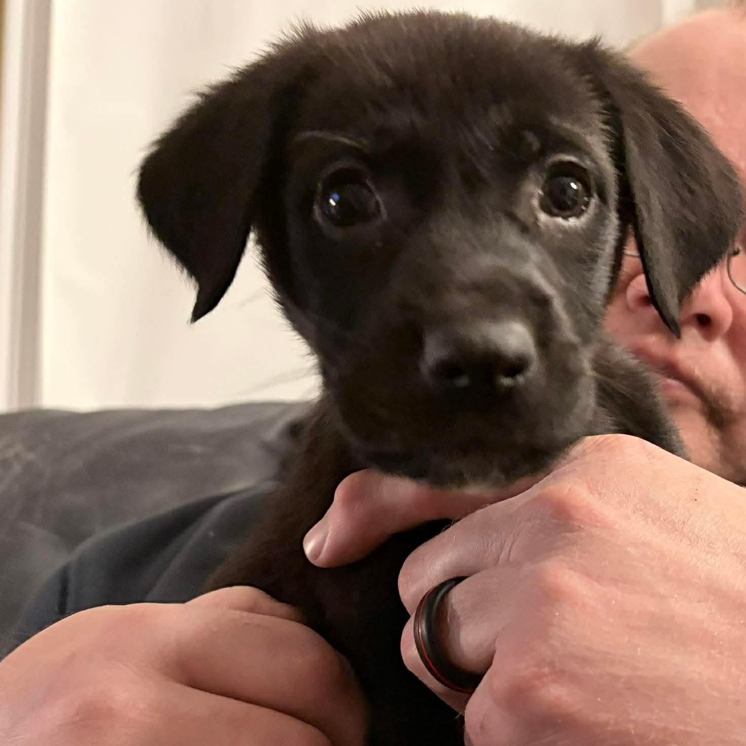 Enlarge Neegan, a ADOPTABLE mixed breed in Rochester, NY image 4/4