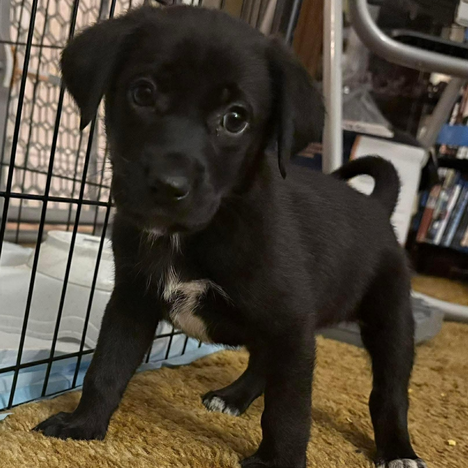 Enlarge Neegan, a ADOPTABLE mixed breed in Rochester, NY image 2/4