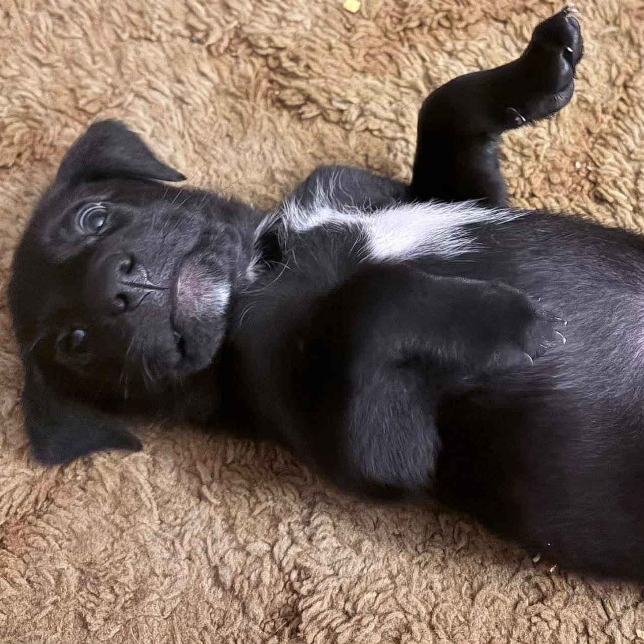 Enlarge Neegan, a ADOPTABLE mixed breed in Rochester, NY image 3/4