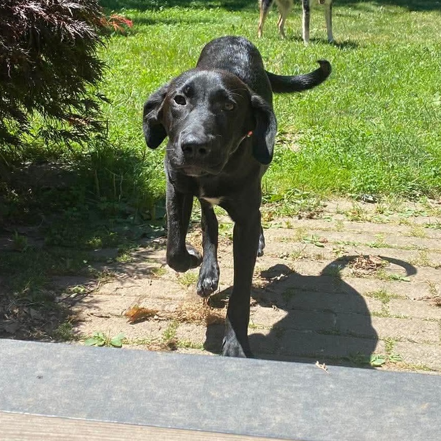 Neegan, a ADOPTABLE mixed breed in Rochester, NY image 6/6