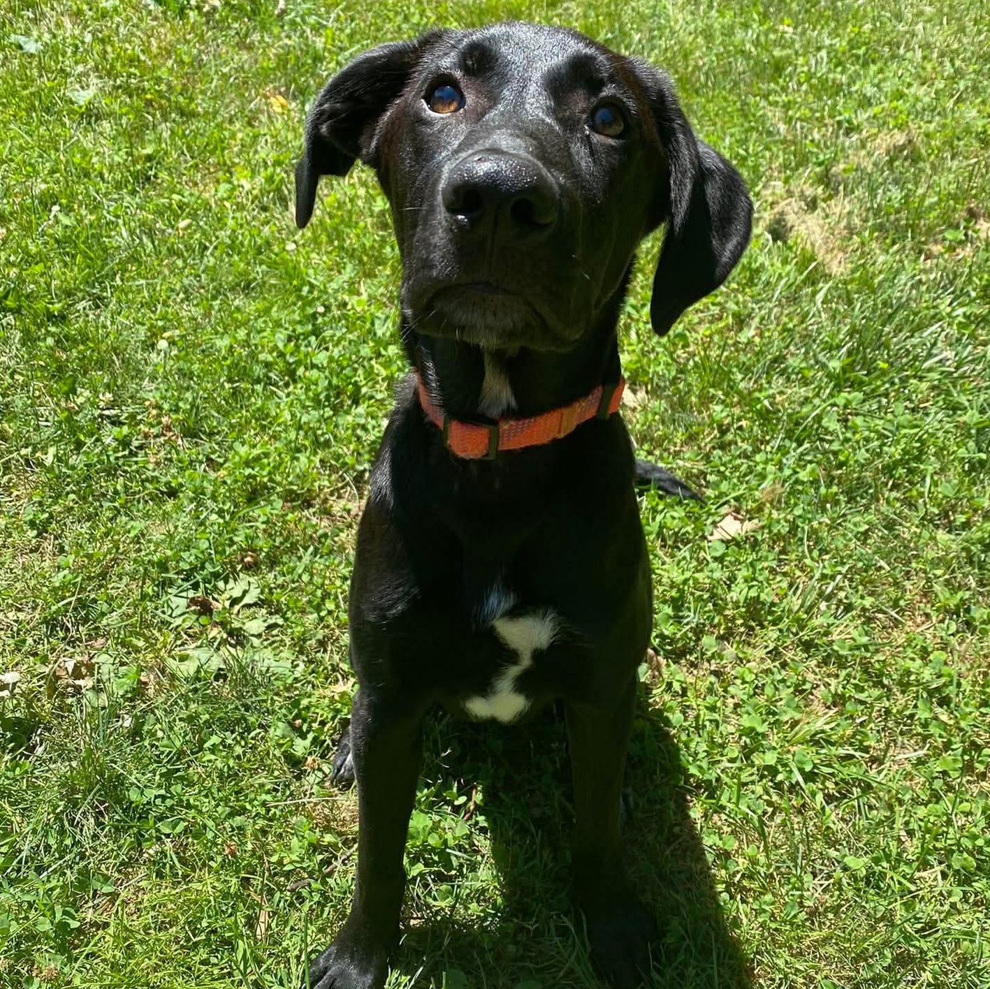 Neegan, a ADOPTABLE mixed breed in Rochester, NY image 5/6