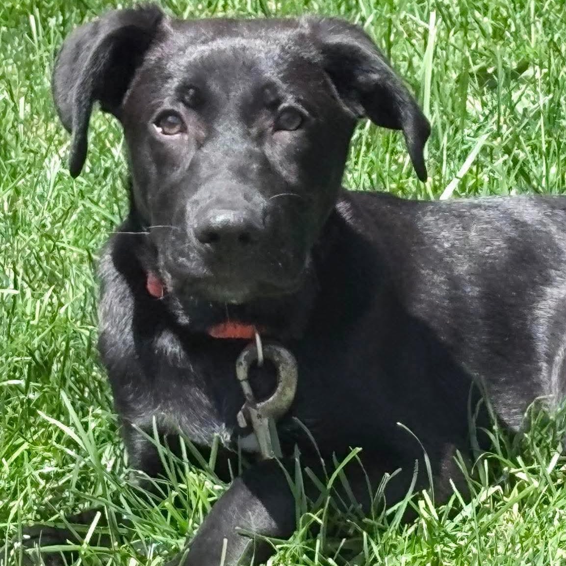 Neegan, a ADOPTABLE mixed breed in Rochester, NY image 1/6