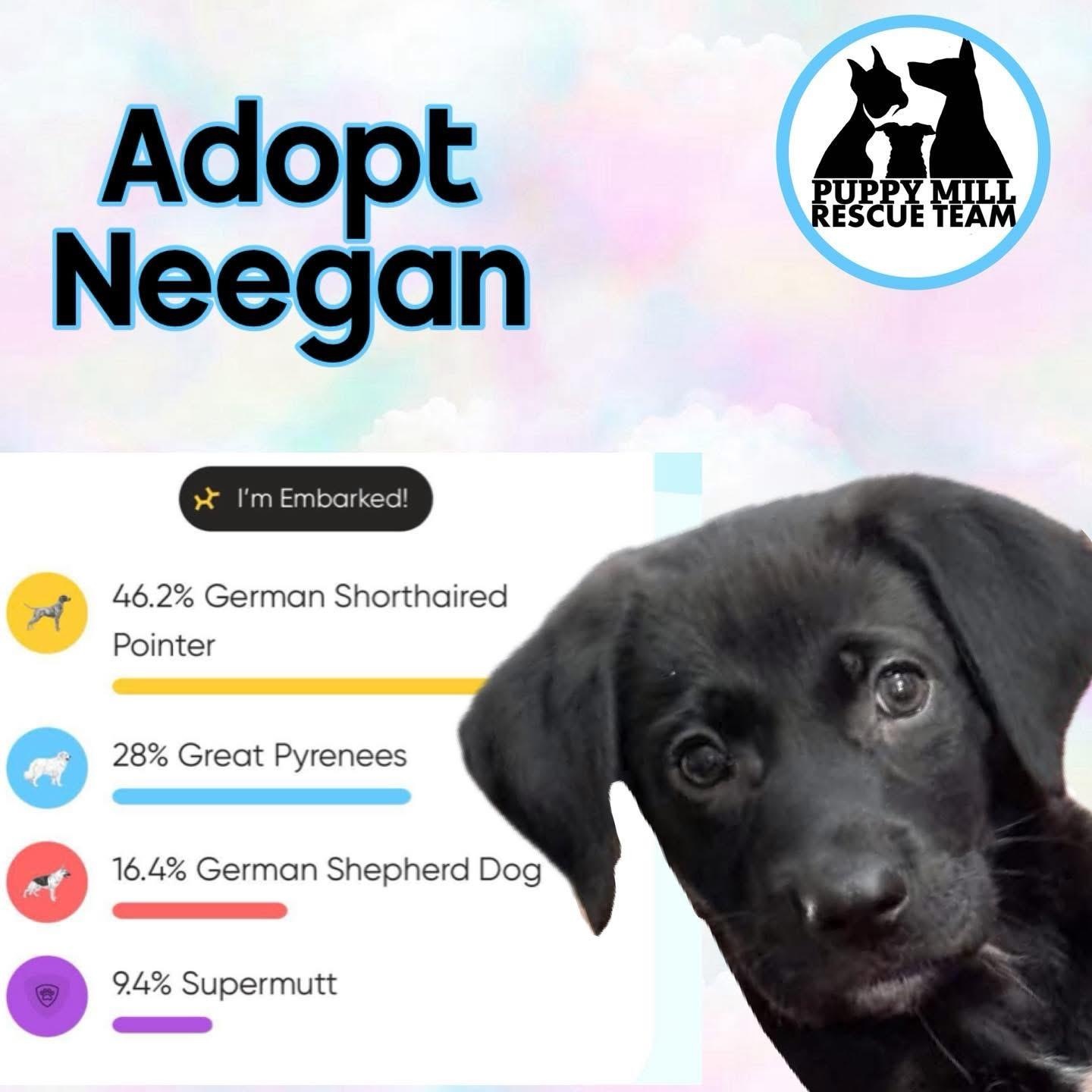 Enlarge Neegan, a ADOPTABLE mixed breed in Rochester, NY image 6/6
