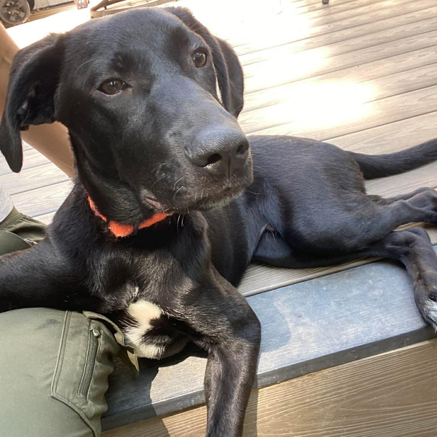 Neegan, ADOPTABLE, Puppy Male German Shorthaired Pointer & Great Pyrenees.