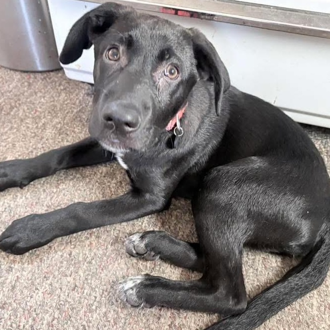 Enlarge Neegan, a ADOPTABLE mixed breed in Rochester, NY image 1/6