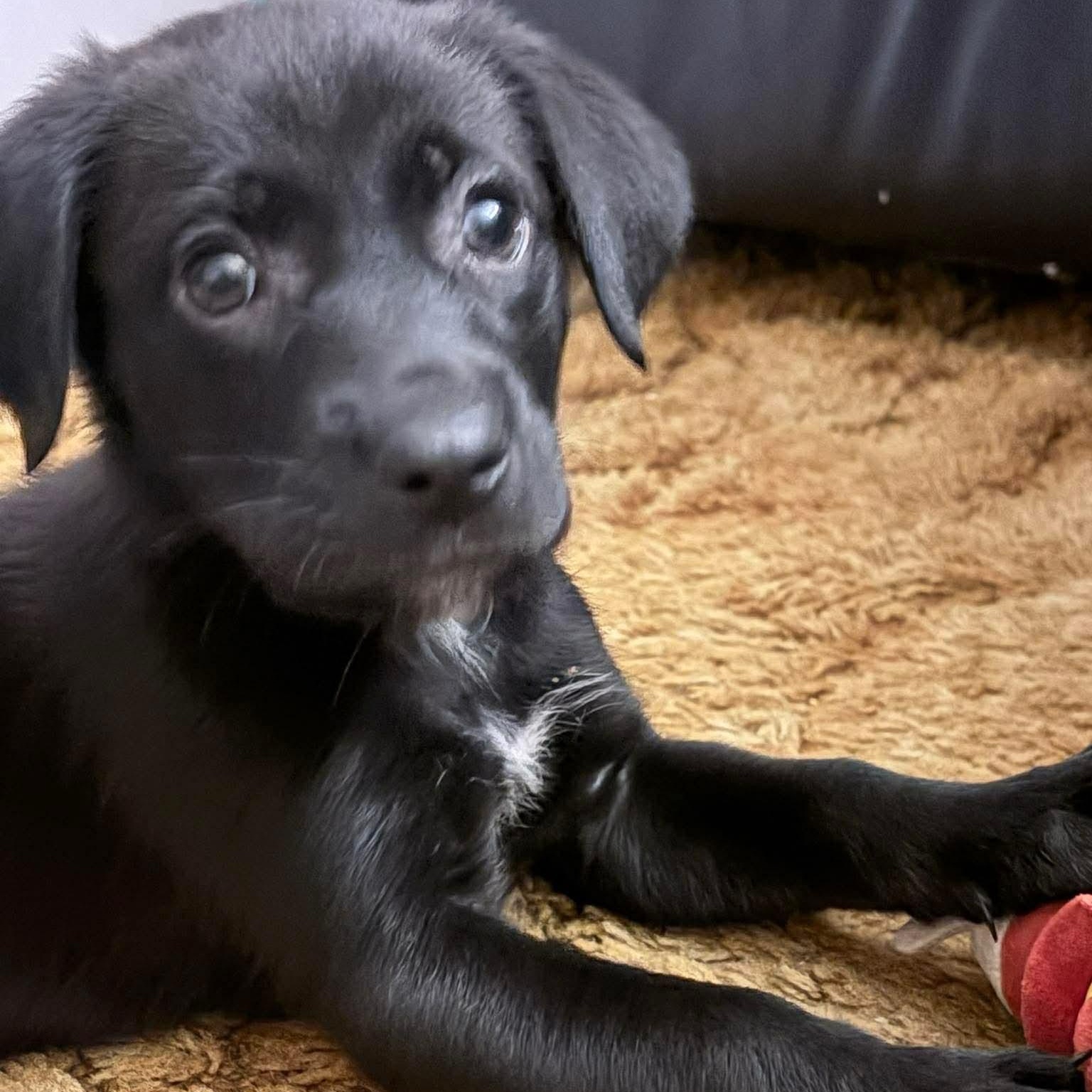 Neegan, ADOPTABLE, Puppy Male Labrador Retriever & Australian Shepherd.