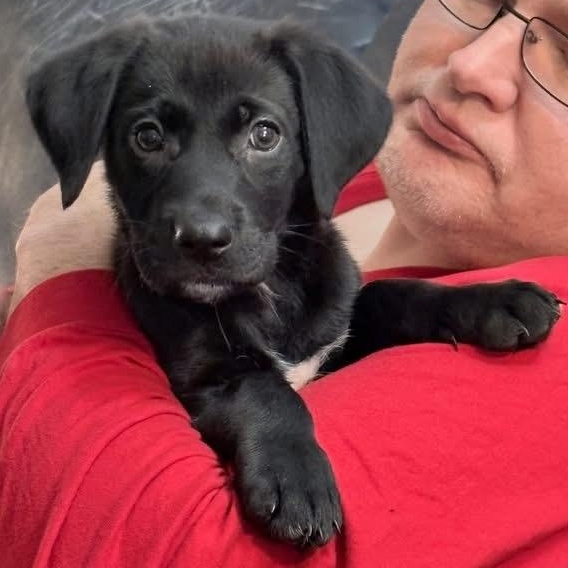 Enlarge Neegan, a ADOPTABLE mixed breed in Rochester, NY image 1/5