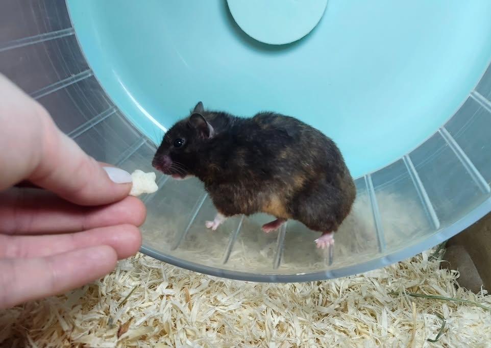 Twinkle Toes, a ADOPTABLE Hamster in West Chester, OH image 4/4