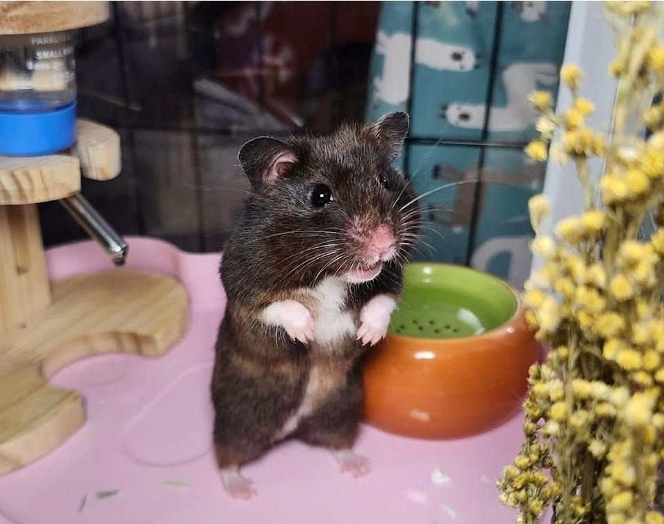 Twinkle Toes, ADOPTABLE, Adult Female Hamster.
