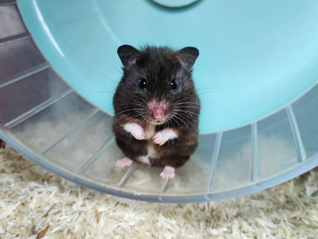 Twinkle Toes, a ADOPTABLE Hamster in West Chester, OH image 3/4
