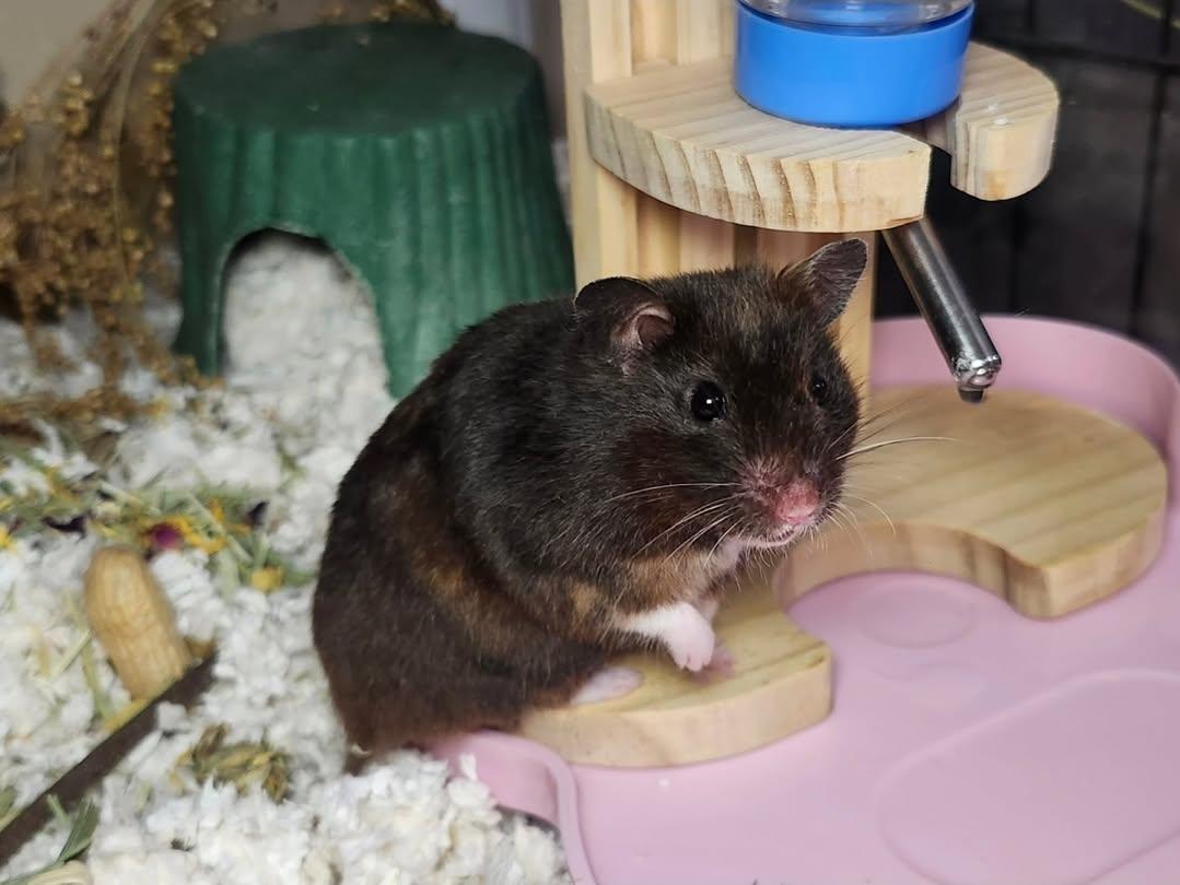 Twinkle Toes, a ADOPTABLE Hamster in West Chester, OH image 2/4