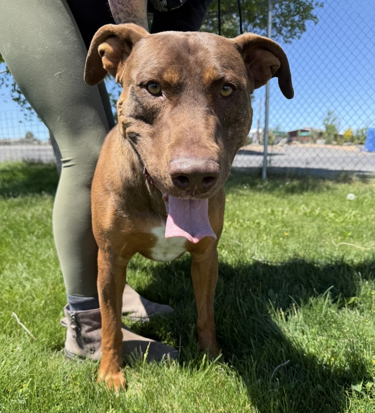 Roofis, a ADOPTABLE mixed breed in Prineville, OR image 2/6